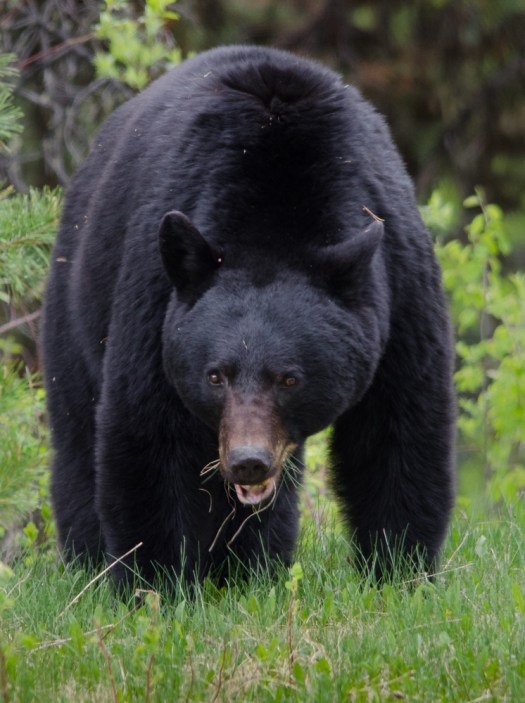 Black Bear