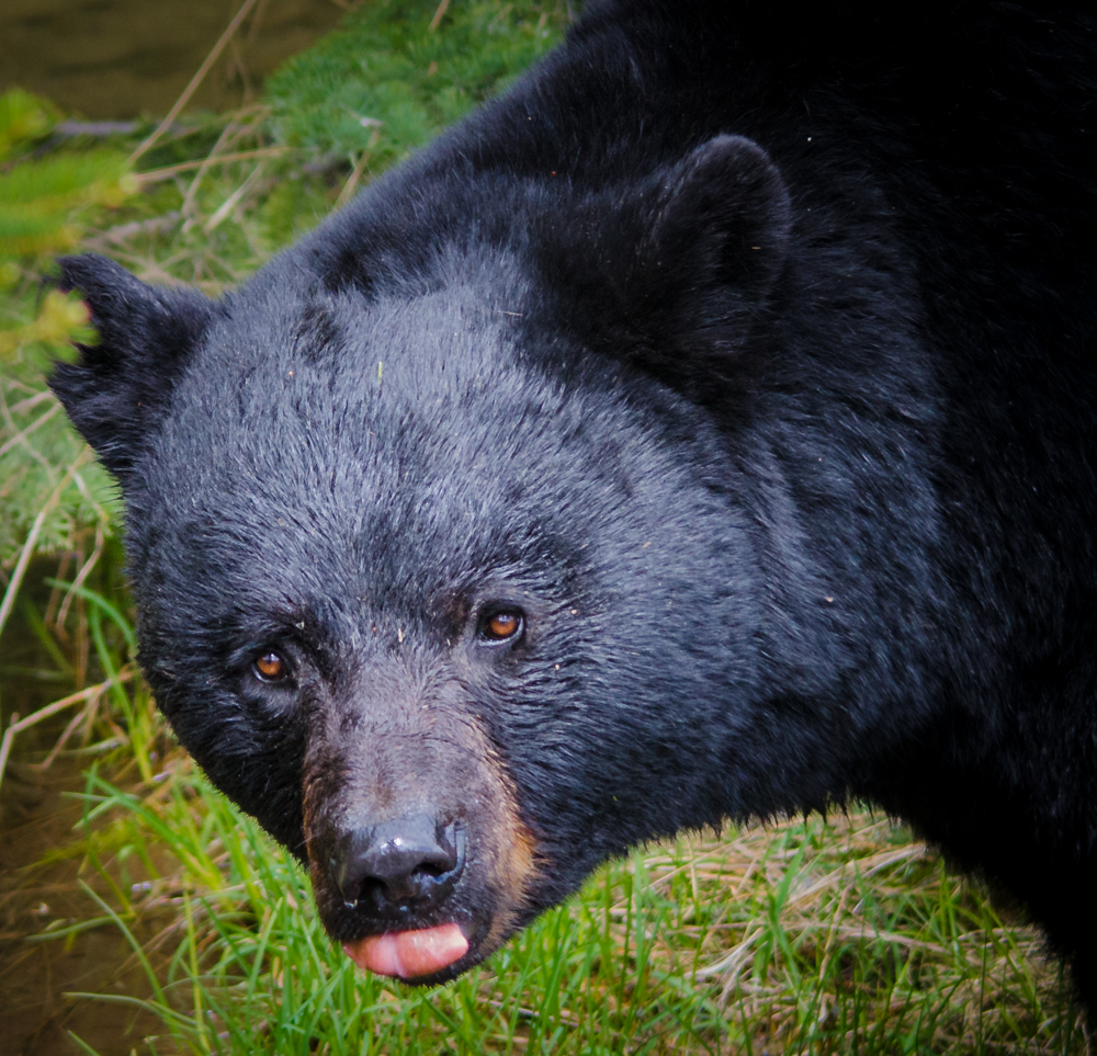 Black Bear