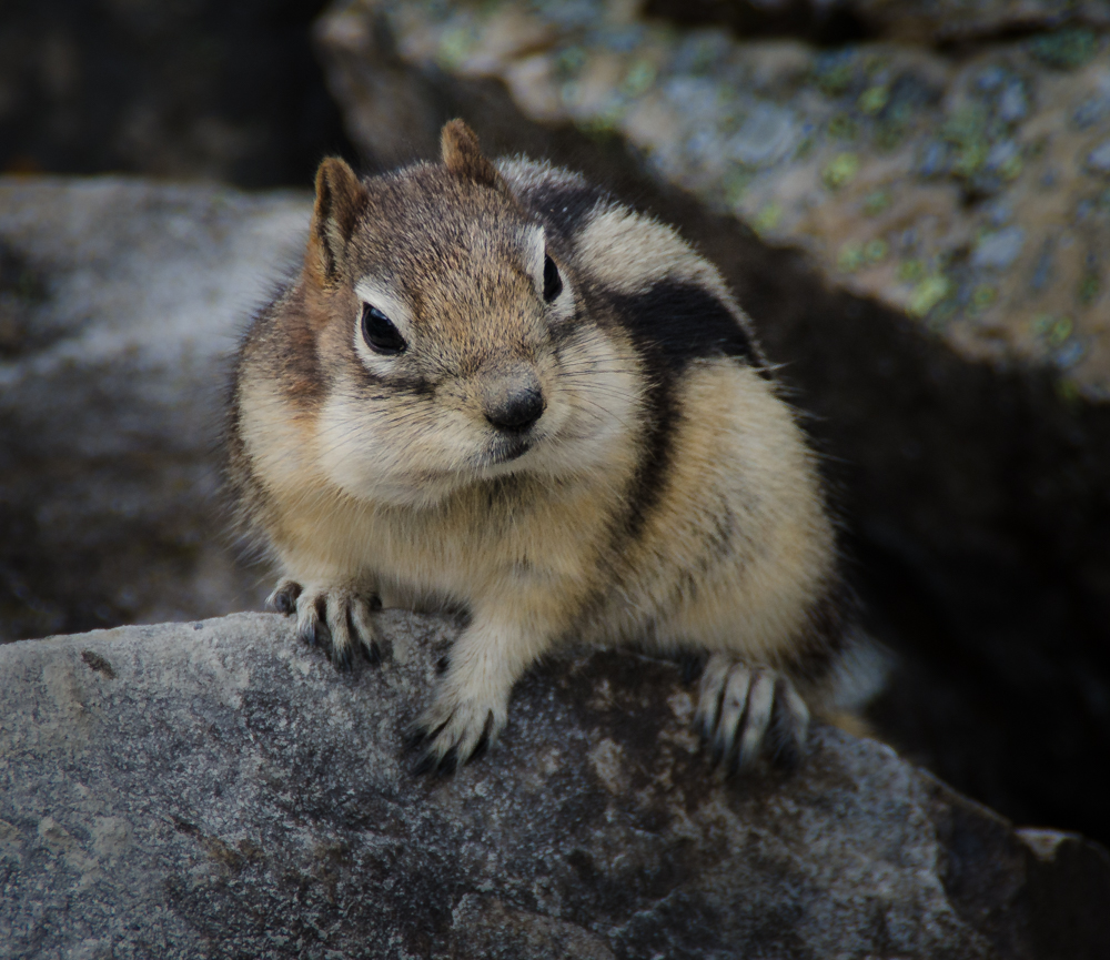 Chipmunk