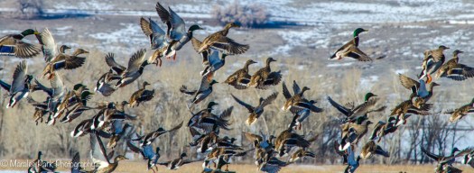 Ducks taking off