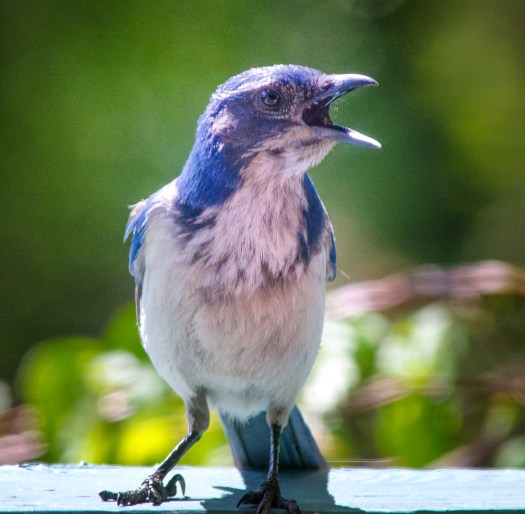 Scrub Jay