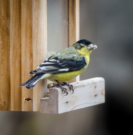 Lesser Goldfinch