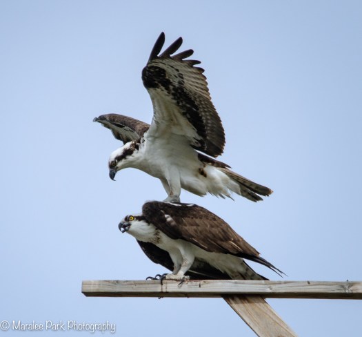 Osprey