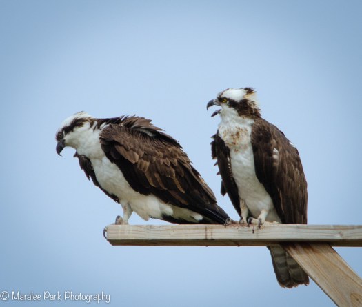 Osprey