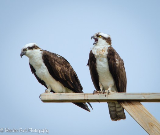 Osprey