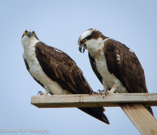 Osprey