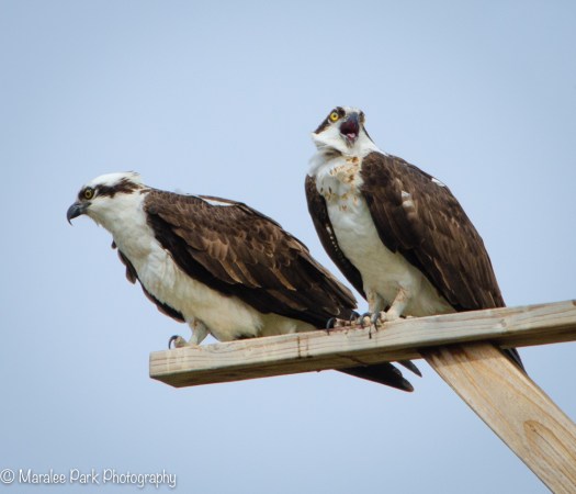Osprey