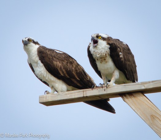 Osprey