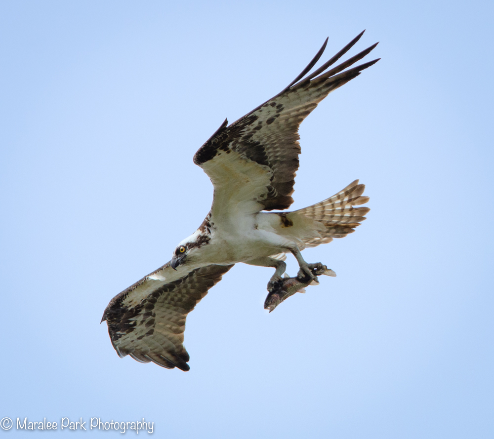 Osprey delivering a fish
