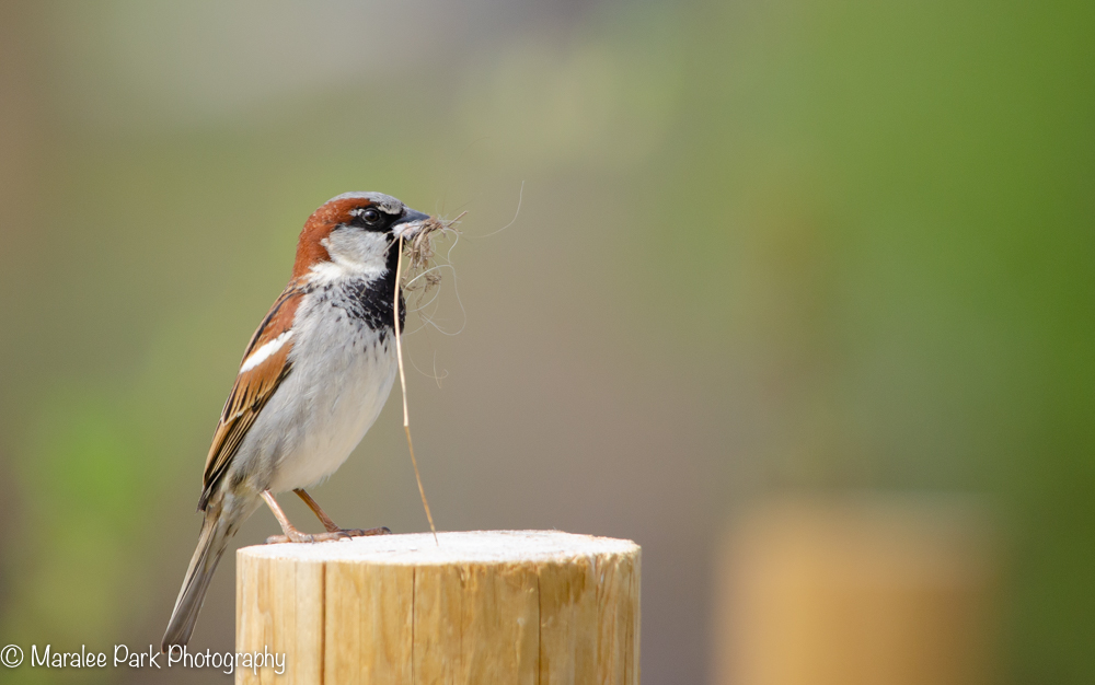 House Sparrow