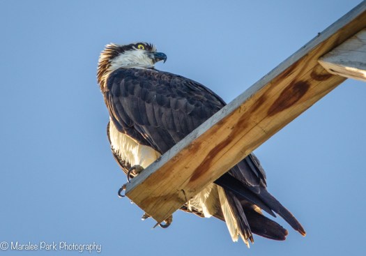 Osprey
