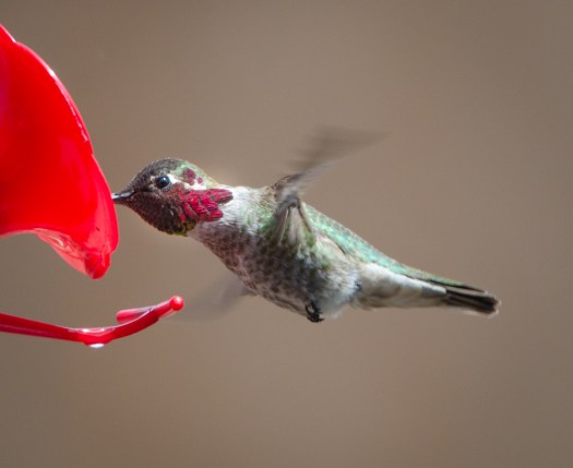Hummingbird