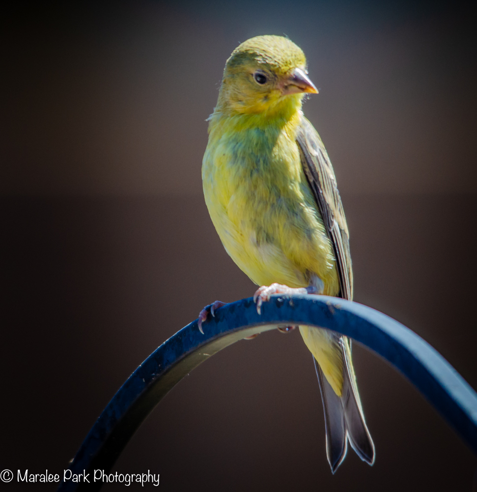 Lesser Goldfinch