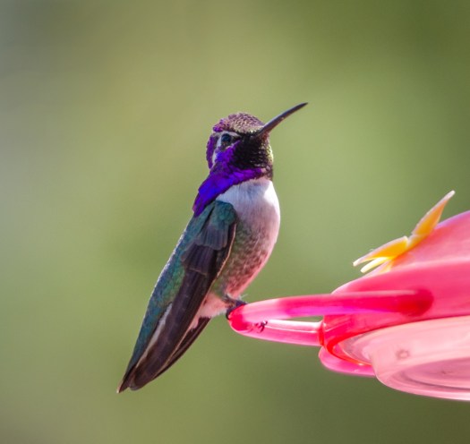 Costa's Hummingbird?