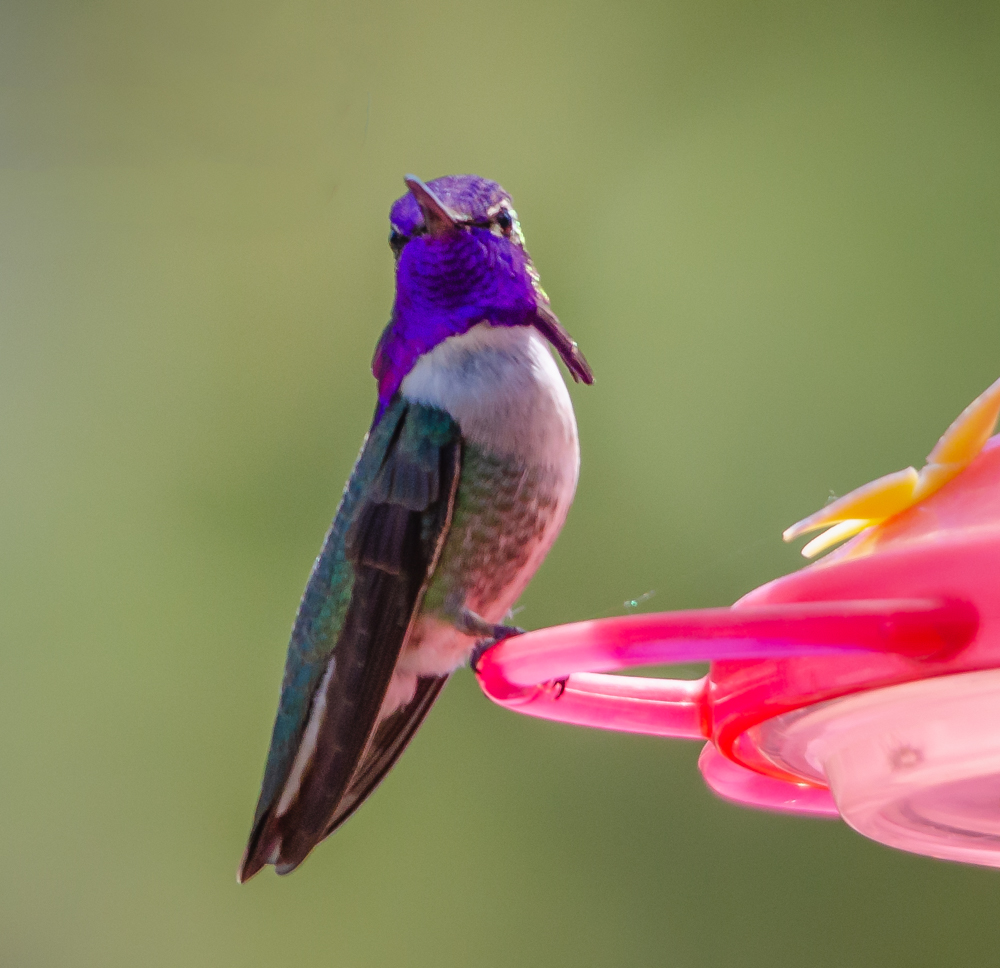 Costa's Hummingbird?