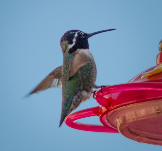 Costa's Hummingbird?
