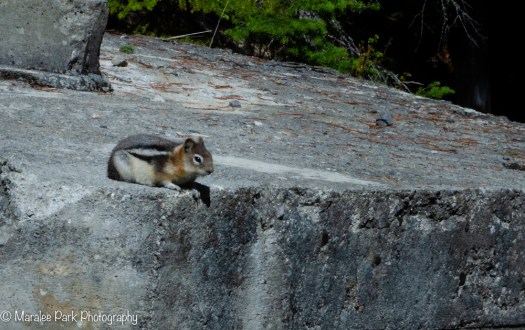 The only wildlife we encountered