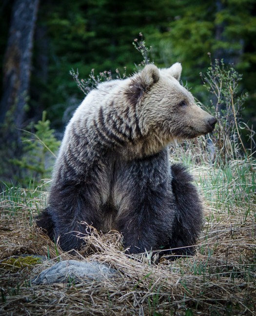 Grizzly Bear