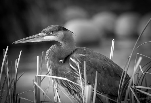 Great Blue Heron in Black and White