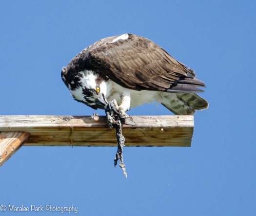Osprey eating