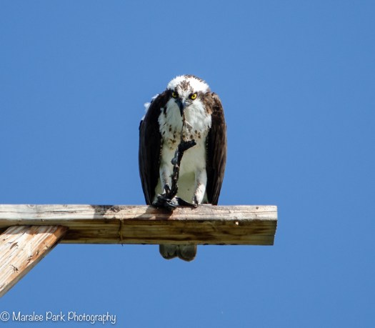 Osprey eating