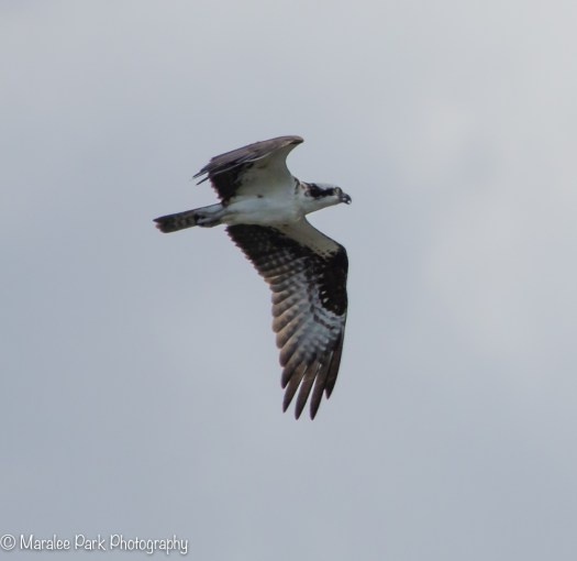 Osprey