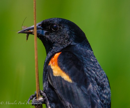 Male Red-Winged Blackbird