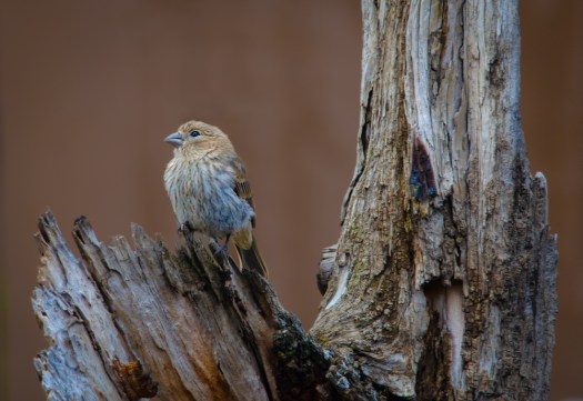 House Finch