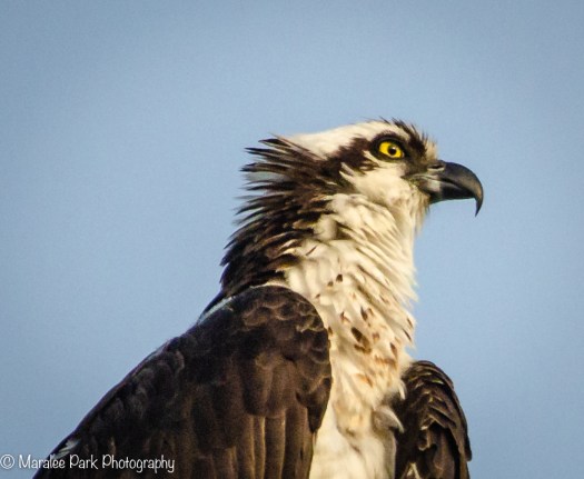 Osprey