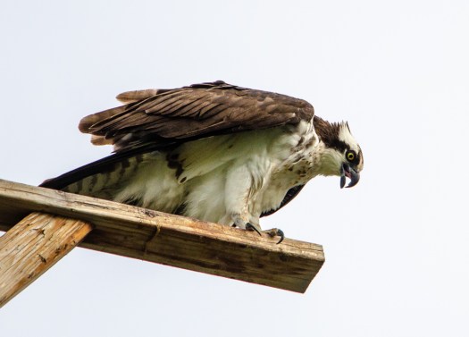 Osprey