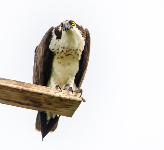 Osprey