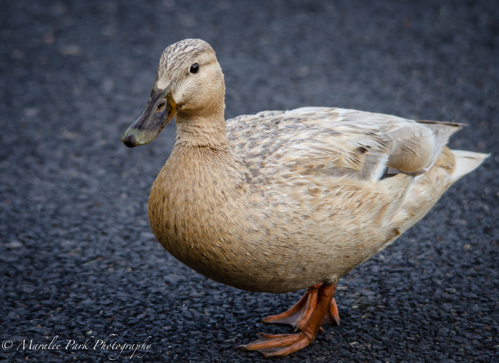 White Mallard