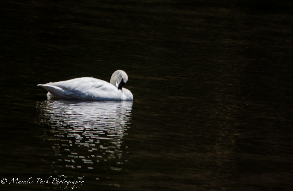 Swan