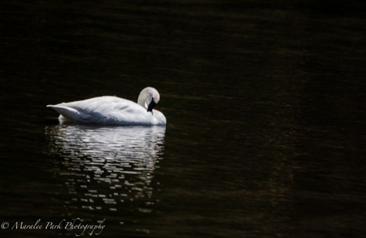 Swan