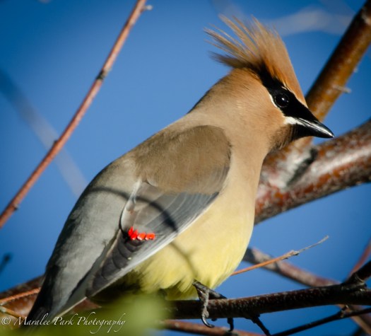 Cedar Waxwing