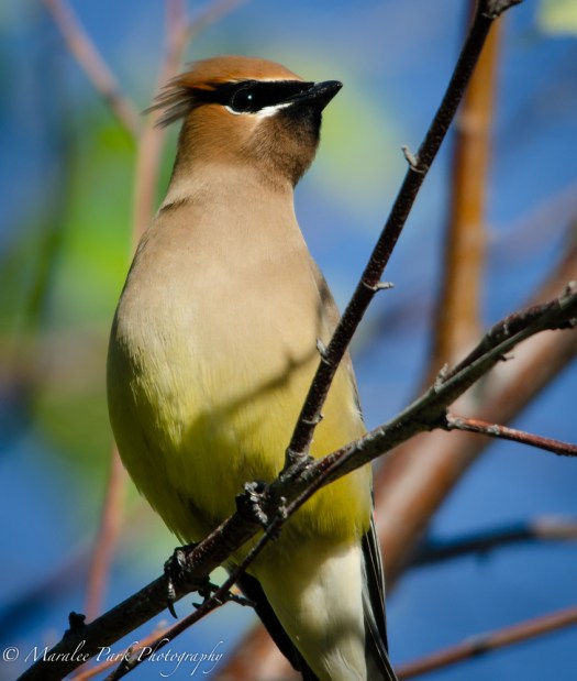 Cedar Waxwing