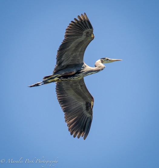 My favorite heron flying overhead