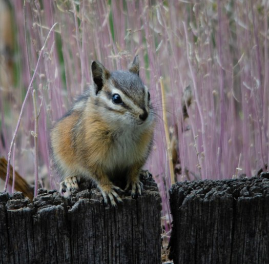 Chipmunk