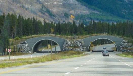Wildlife Overpass