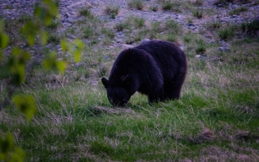Black bear
