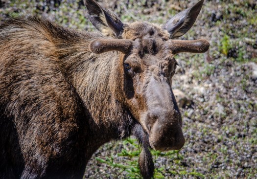 Moose
