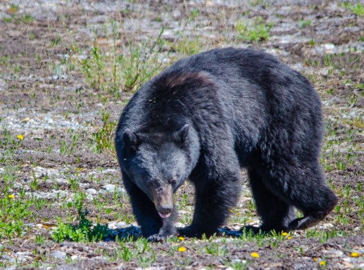 Black Bear