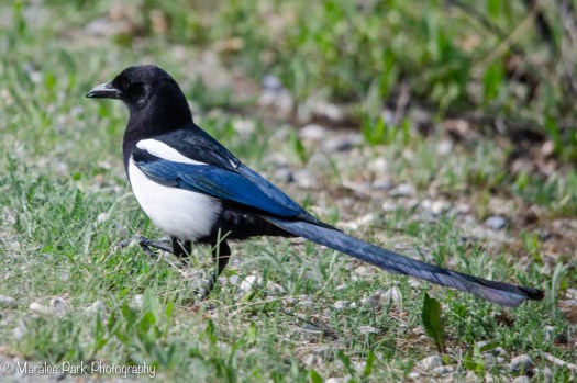 Magpie