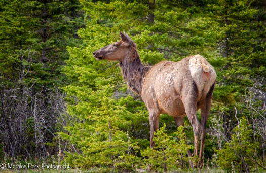 Elk along the Bow River