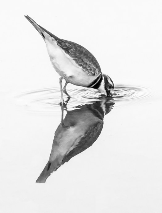 Killdeer and black and white