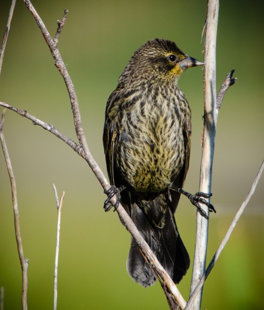 Female Red-Winged Blackbird