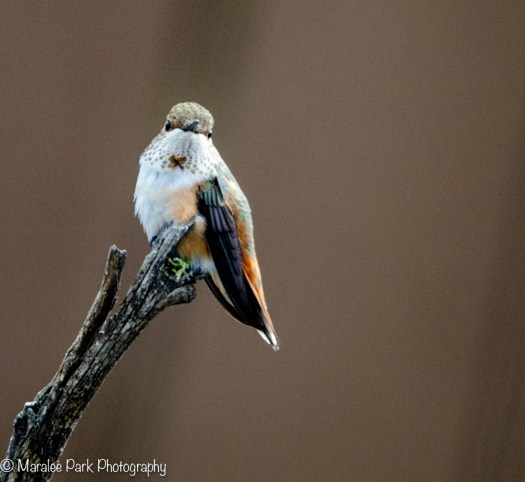 Rufous Hummingbird