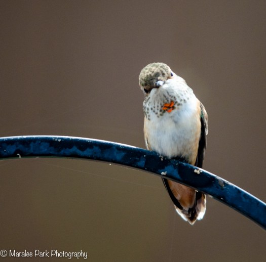 Rufous Hummingbird