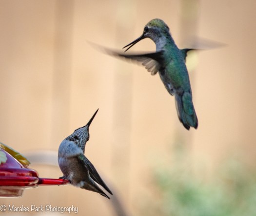 Hummingbirds