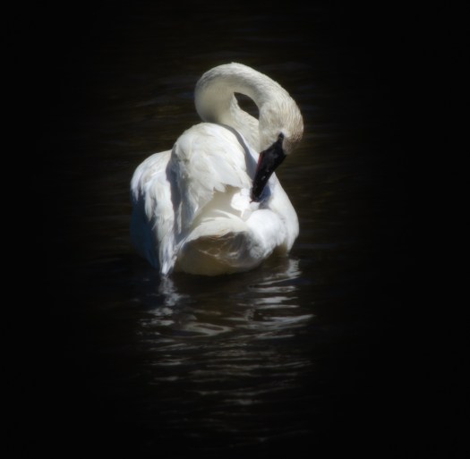 Swan